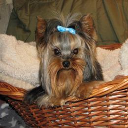 Kota - Yorkshire Terrier