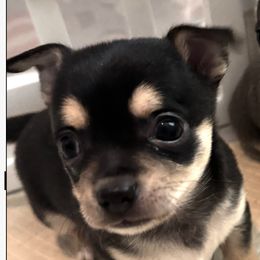 Brice - Black and tan male Chihuahua puppy in Brooklyn, Connecticut from Ladybug Chihuahuas