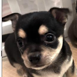 Brice - Black and tan male Chihuahua puppy in Brooklyn, Connecticut from Ladybug Chihuahuas