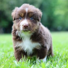 MadHatter - Red tri-color male Australian Shepherd puppy in Star City, Arkansas from Blush & Lace Aussie Co.