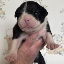 4 - male Alapaha Blue Blood Bulldog puppy in Grafton, Ohio from Eclipse Alapaha Kennels