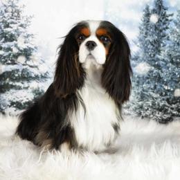 Ragnar - Cavalier King Charles Spaniel