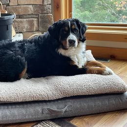 Lola - Bernese Mountain Dog