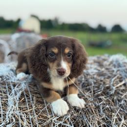 Winnie - Chocolate and cream female Dachshund puppy in Town Creek, Alabama from Dirt Road Dachshunds