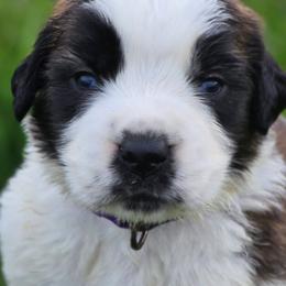Saint Bernard Puppies from Eagle Mountain Saints