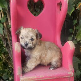 Boy 2 - Red male Maltipoo puppy in Nampa, Idaho from Dawn's Maltipoos