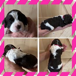 Hot Pink - Black and white female English Springer Spaniel puppy in Godley, Texas from Legacy Springer Spaniels