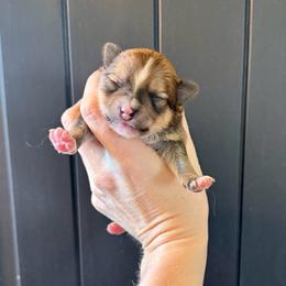Boy 2 - Cream parti male Pomeranian puppy in Stroud, Oklahoma from Laik’s Little Shihtz & Poms