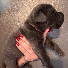 Gray 1- Brown Collar - Gray male Cane Corso puppy in Compton, California from Urban League Cane Corso