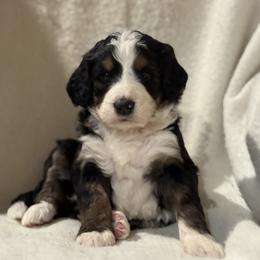 Airedale Terrier, Bernedoodle, and Bernese Mountain Dog Puppies from Beitzel Babies