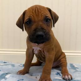 Jasper - Rd whtn blk nose male Rhodesian Ridgeback puppy in Montgomery, Texas from Timber Ridge Kennels