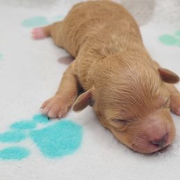 Peaches - Apricot female Poodle puppy in Kannapolis, North Carolina from Carolina Poodle Palace