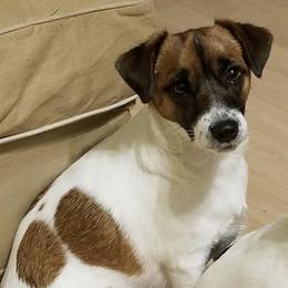 Russell Terrier Puppies from Rose In Vale