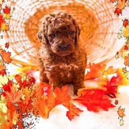 Muffin - Red  female Goldendoodle puppy in Kissimmee, Florida from Poodle Doodle Kennels