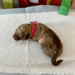 Pink - Deadgrass female Chesapeake Bay Retriever puppy in North Port, Florida from Whispering Oak Chesapeakes