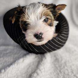Yorkshire Terrier Puppies from Lady A's Yorkies