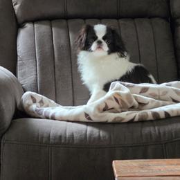 Theo - Black and white male Japanese Chin puppy in Snohomish, Washington from Musashi Japanese Chin