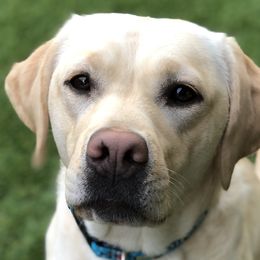 Labrador Retrievers from Saddle Creek West