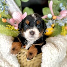 Maui - male Australian Mountain Doodle puppy in Randolph, Utah from Dry Canyon Pups