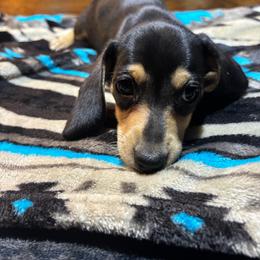 Runt, Reduced - Black and cream female Dachshund puppy in Eustis, Florida from K8’s Dachshunds