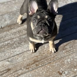 Abby - Blue French Bulldog puppy in Kalispell, Montana from Grace & Grit Frenchies