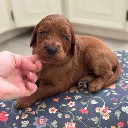 Twilight Sparkle- Purple - Red  female Goldendoodle puppy in Bay City, Texas from Charming Doods Goldendoodles