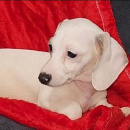 Red - Piebald female Dachshund puppy in Ridge, New York from Tracy's Puppy Club
