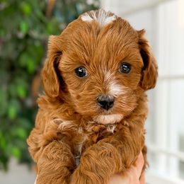 Cavapoo puppies from Carolina Springs Breeding