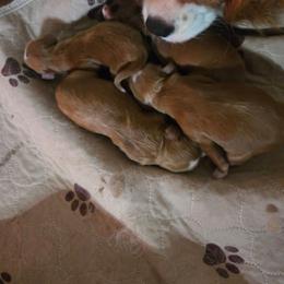 Cavapoo puppies from Kingdom Bound By Design