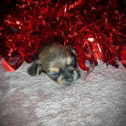 Yorkshire Terrier Puppies from Thomas Valley Yorkies