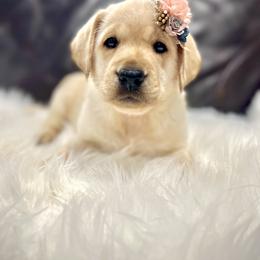 Australian Labradoodle, Labrador Retriever, and Poodle Puppies from Laird Farms