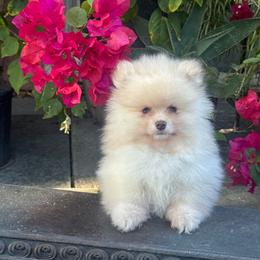 Bear - Cream male Pomeranian puppy in Stockton, California from lunas_poms