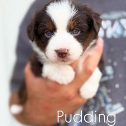 Pudding - Red tri-color female Miniature American Shepherd puppy in Riverton, Utah from Iron Spirit Homestead & Aussies
