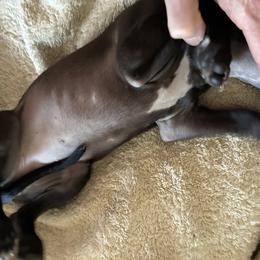 Girl 1 - female Italian Greyhound puppy in Frederick, Maryland from Celeste Italian Greyhounds