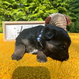Wolfe - Black and tan male German Shepherd puppy in Mc Minnville, Tennessee from Hobbs Family Shepherds