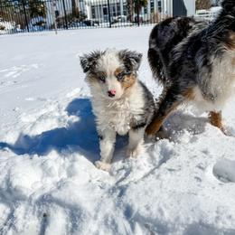 Bernard - Blue merle male Miniature Australian Shepherd puppy in Goldsboro, North Carolina from Maple Ridge Farm
