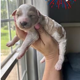 Liberty - Parti female Goldendoodle puppy in Gastonia, North Carolina from Crowders Creek Doodles