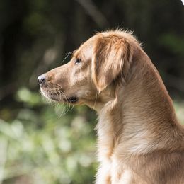 Golden Retrievers from Duso Goldens