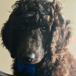 Blue - Black male Poodle puppy in Danville, Indiana from Traci's Poodles