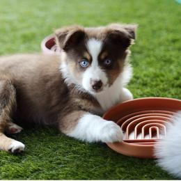 Miniature Australian Shepherd and Toy Australian Shepherd Puppies from Stone & Sage ATX Toy & Mini Aussies