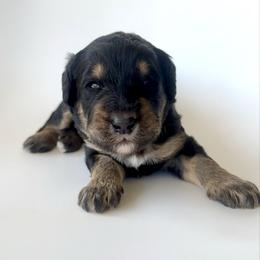 Matey - Phantom male Bernedoodle puppy in Pulaski, Tennessee from Doodle My Heart