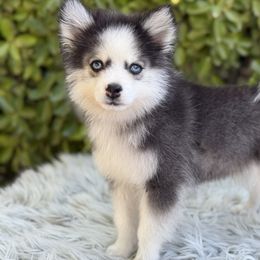 CiZi - Black and white male Pomsky puppy in Whittier, California from Legendary Pomskies