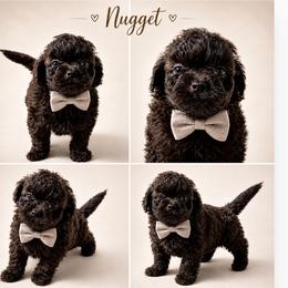 Nugget - Brown male Shihpoo puppy in Delphos, Ohio from Route 66 Poodles & Doodles, Sapphire Shih-tzu's of Ohio