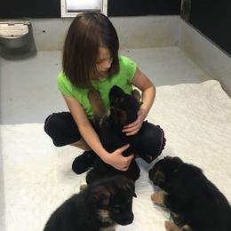 German Shepherd Puppies from Valiant Shepherds