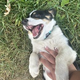Pembroke Welsh Corgi All Grown Up from Newton Hay & Cattle