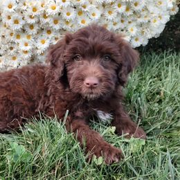 Portuguese Water Dog Puppies from Pine Ridge Porties