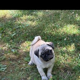 Pug Puppies from Vaubel Country Pugs