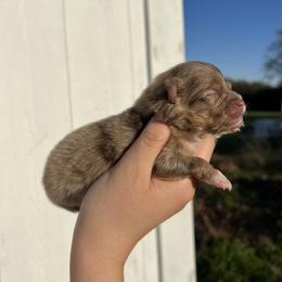 Arlo - Chocolate merle male Pomeranian puppy in Nashville, Arkansas from Cuddles n Curls