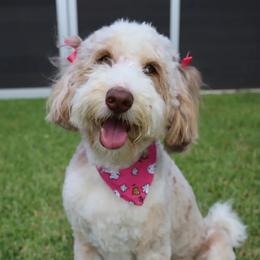 indigo - Bernedoodle
