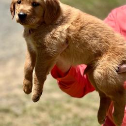 Green Girl - Golden female Golden Retriever puppy in Rockwell, North Carolina from KnL Golden Acres